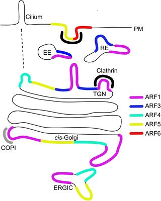 ARF GTPases and Their Ubiquitous Role in Intracellular Trafficking Beyond the Golgi